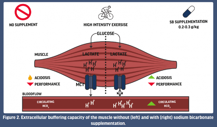 PDF) Sodium bicarbonate supplementation improves performance in